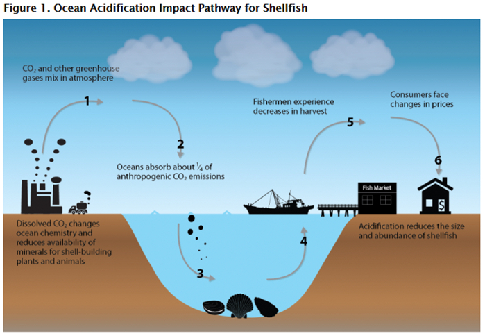 Illustration: This diagram shows the impact pathway of carbon dioxide emissions on the shellfish market.  Carbon dioxide is absorbed by oceans, resulting in ocean acidification. Acidification reduces the size and abundance of shellfish, which in turn leads to decreased harvest and eventually to changes in prices for consumers. Source: US EPA (2015). Climate Change in the United States: Benefits of Global Action