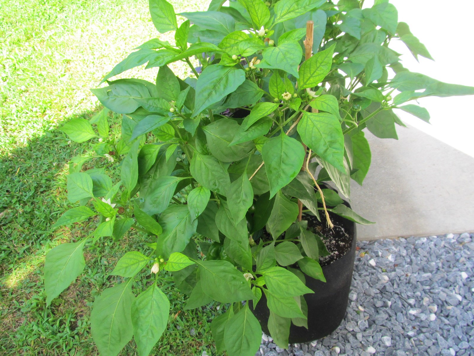Photo of bushy, healthy pepper plants; Peppers happily growing in cloth pots; photo by Sheila Velazquez