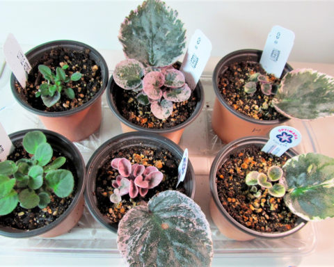 Baby African Violets waiting to be separated from their mother leaves; photo by Sheila Velazquez.