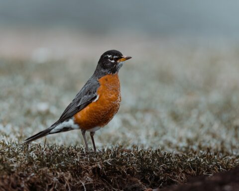 photo of American Robin