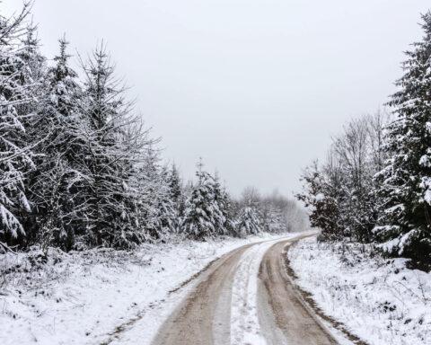 photo of a snow covered forest road lined with snow-dusted pines.