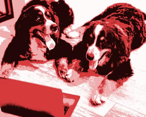 Two Bernese Mountain Dogs lying on the floor in front of a laptop.