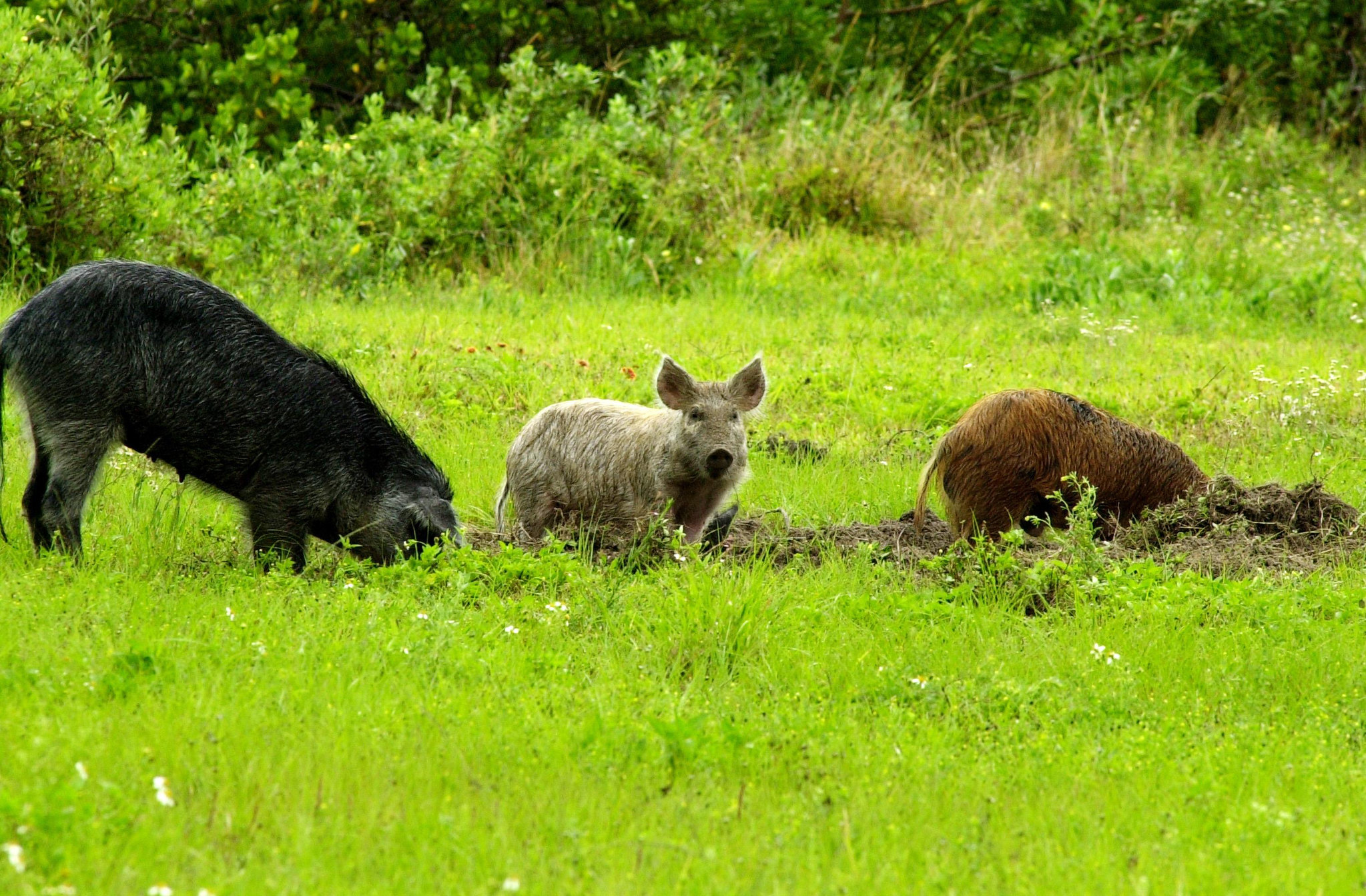 Feral hogs digging up pasture.