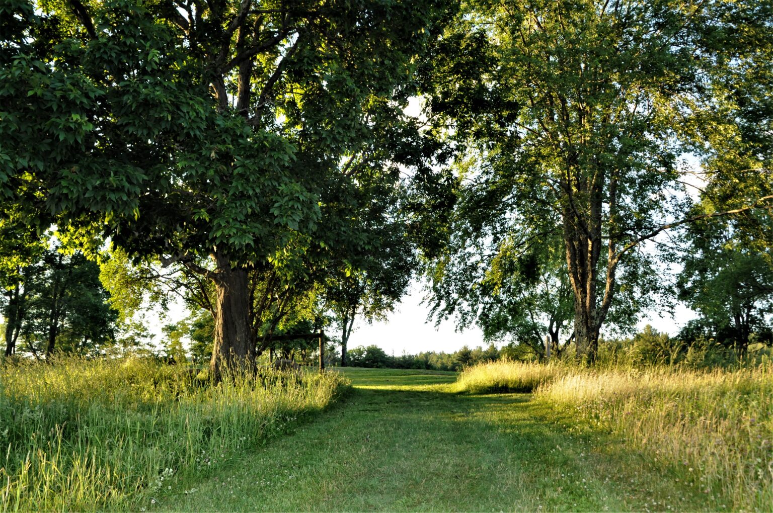 A lush, green pathway framed by tall grasses and mature trees leads into the distance. Sunlight filters through the dense canopy, creating dappled patterns on the grass. The trees are full of vibrant leaves, suggesting a warm and tranquil summer day. The inviting path curves gently, suggesting an idyllic and serene journey ahead.