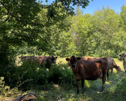 A group of cows standing in a shaded, forested area on a sunny day. The cows are partially hidden by foliage, and the scene exemplifies silvopasture, an agroforestry practice that combines trees, pastures, and livestock.
