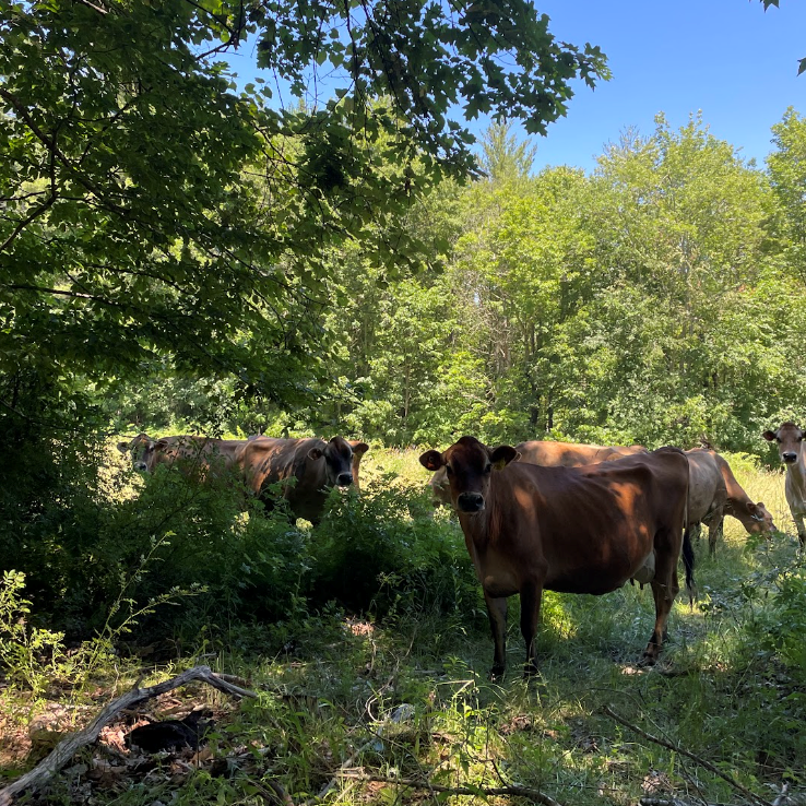 A group of cows standing in a shaded, forested area on a sunny day. The cows are partially hidden by foliage, and the scene exemplifies silvopasture, an agroforestry practice that combines trees, pastures, and livestock.