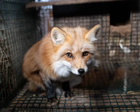 A red fox with orange-brown fur, black legs, and a white muzzle crouches inside a wire mesh cage. The fox's eyes are wide open, and its ears are perked forward. The cage has a metal grid floor and wire walls, with a dark enclosure visible in the background. The animal appears alert but confined.