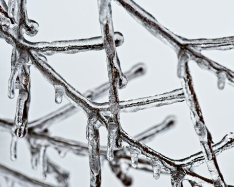 brown branch stem coated in ice melting