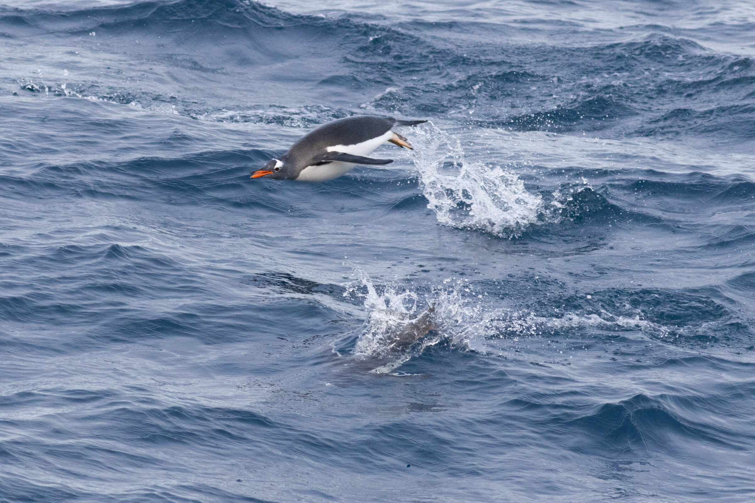 A Gentoo penguin bursts out of the choppy Southern Ocean mid-leap, water spraying behind it as it arcs through the air in streamlined motion.